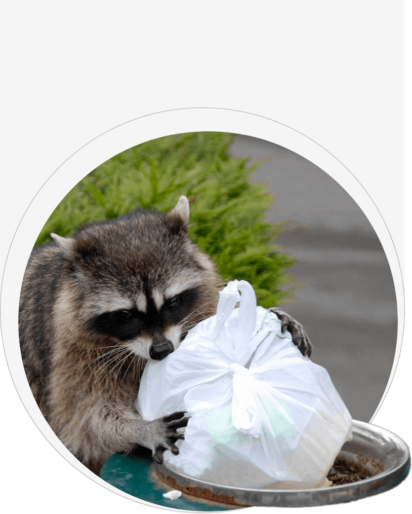 A raccoon is eating food from a garbage bag.