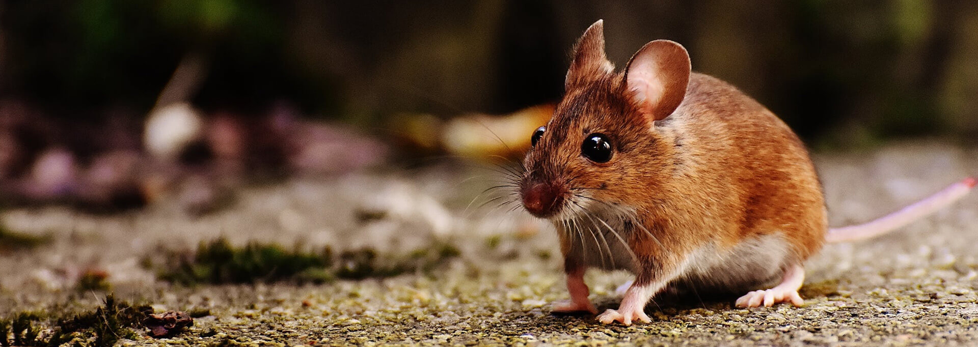 A mouse that is standing up on the ground.